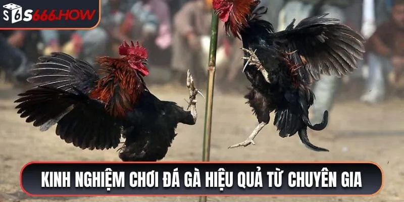Kinh nghiệm chơi đá gà S666 hiệu quả từ chuyên gia